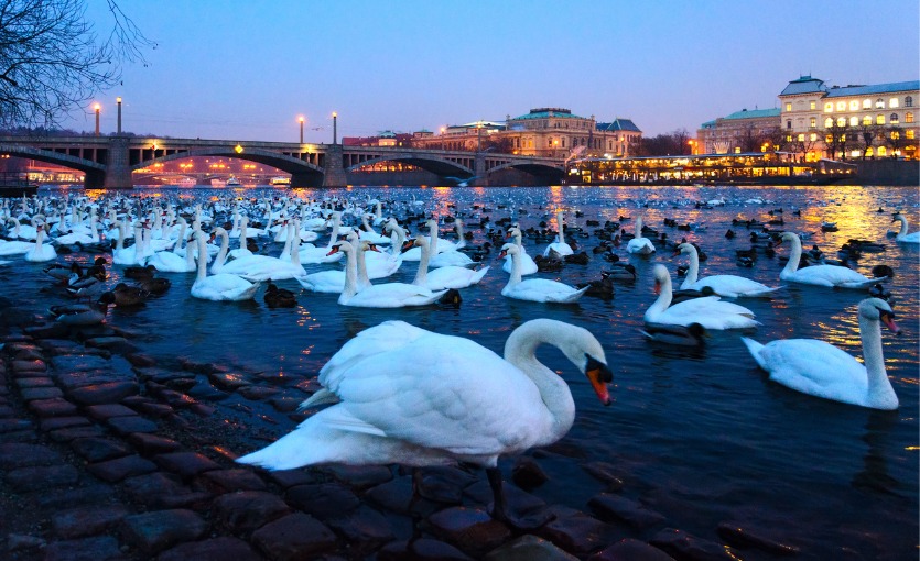 Prag'da ücretsiz gezilecek yerler